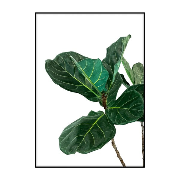 Poster Imagioo Fig Tree Leaves, 40 x 30 cm