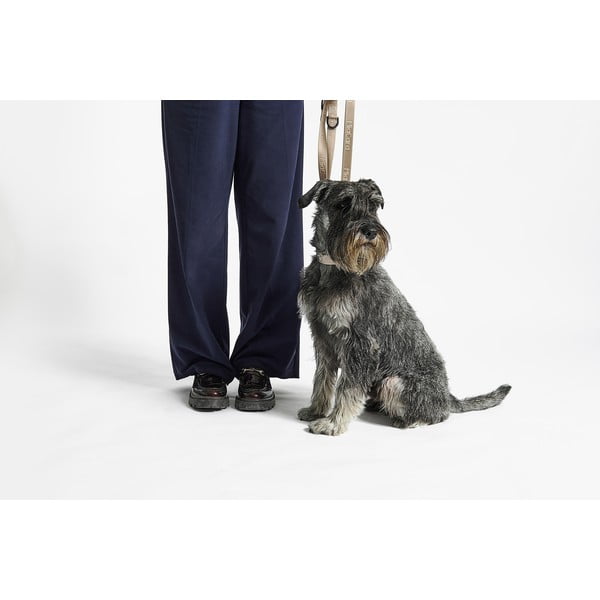 Zgardă gri închis S/M lungime 32 cm Modena Asphalt S/SM – MiaCara-image-3