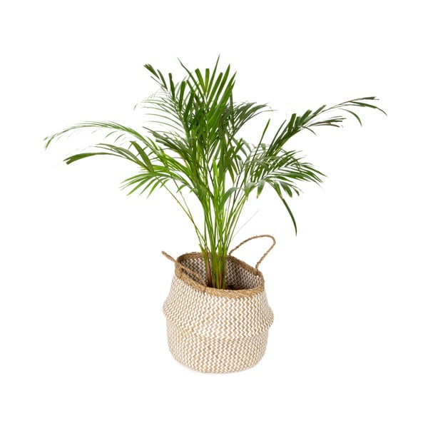 Coș depozitare din iarbă de mare, ⌀ 35 cm  Zic Zac - Compactor -image-4