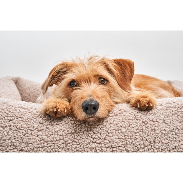 Pat  bej pentru câini din material bouclé 65x80 cm Senso Greige S/M – MiaCara-image-3