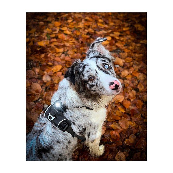 Lanternă LED pentru zgardă Dark – Orbiloc-image-3