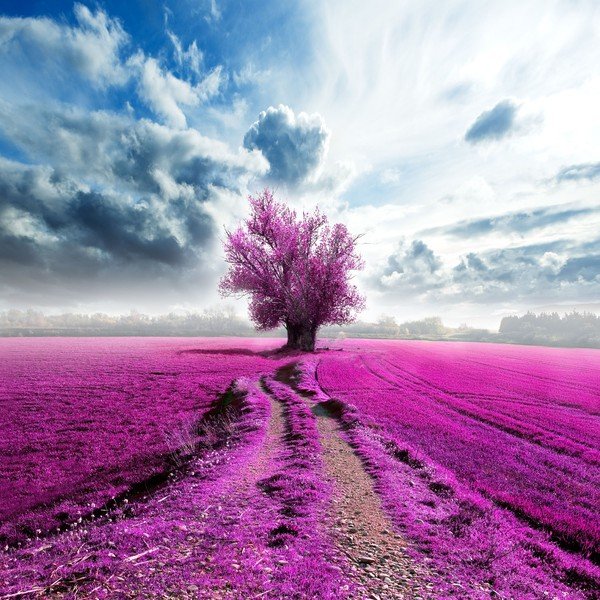 Tablou Purple Field, 60 x 60 cm