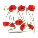 Set autocolante pentru perete Ambiance Vermeil Poppies, 60 x 70 cm