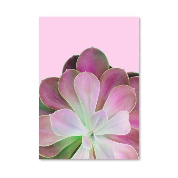 Poster Americanflat Pink Succulent, 30 x 42 cm