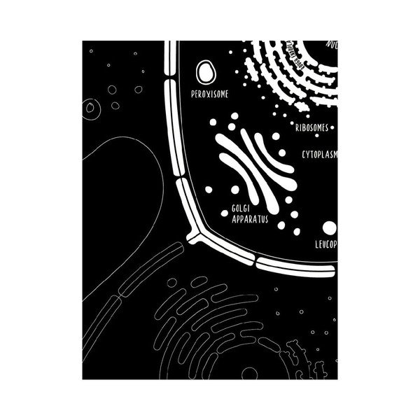 Set 2 postere Follygraph Little & Big Biologist Black, 30 x 40 cm-image-3