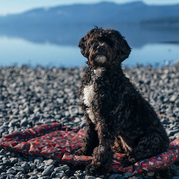 Pat de călătorie maro pentru câini 45x60 cm Outdoor Chill Pad Mocha S – P.L.A.Y.-image-4