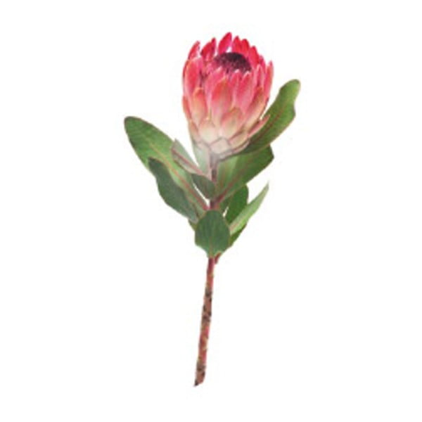 Autocolant CousCous Protea