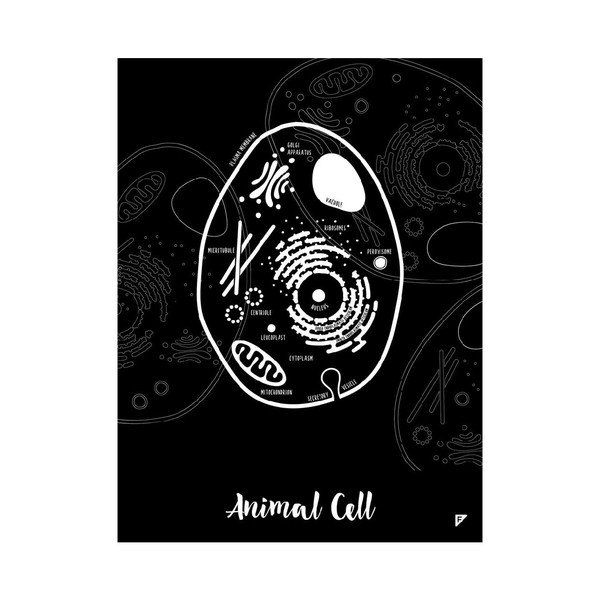 Set 2 postere Follygraph Little & Big Biologist Black, 30 x 40 cm-image-1