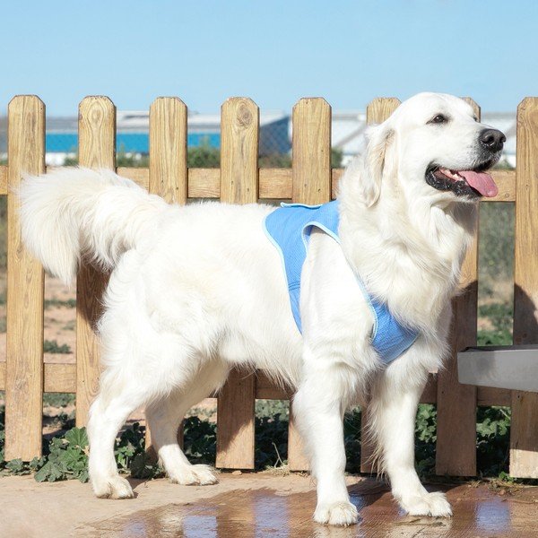 Vestă cu efect de răcire pentru animale mari de companie InnovaGoods, măr. L-image-1