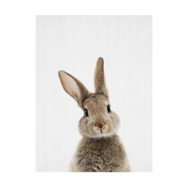 Poster Blue-Shaker Baby Animals Rabbit, 30 x 40 cm