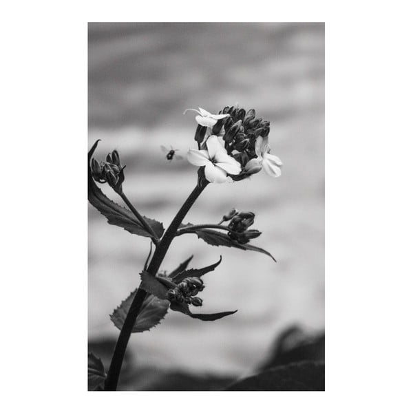 Tablou Black&White Flower, 45 x 70 cm