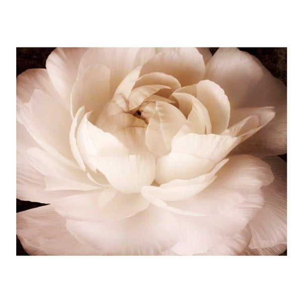 Tablou DecoMalta Rose, 65 x 50 cm