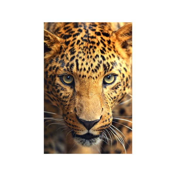 Tablou Tiger, 45 x 70 cm