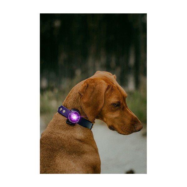 Lanternă LED pentru zgardă Purple – Orbiloc-image-4