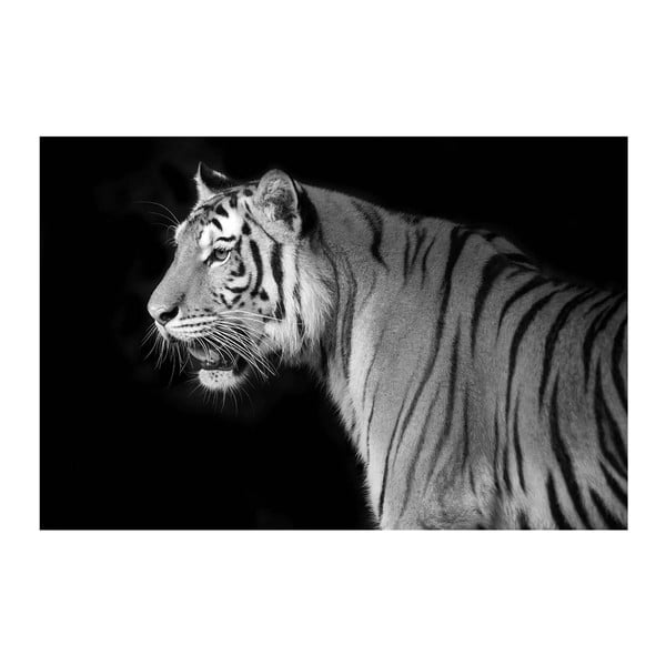 Tablou Ixia Tiger, 120 x 80 cm