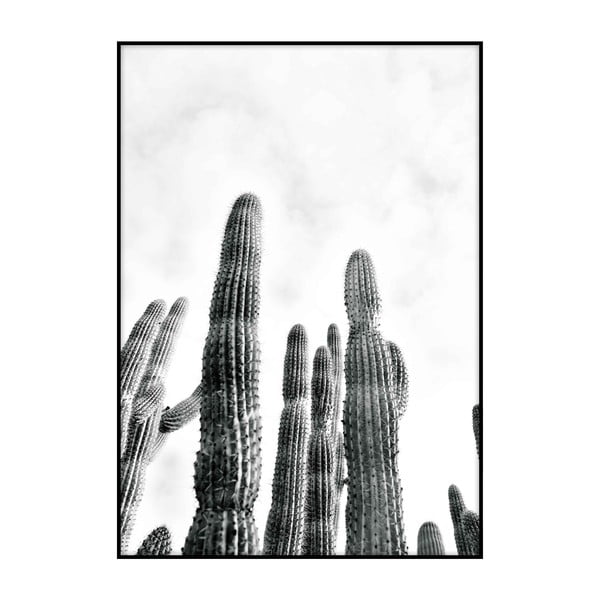 Poster Imagioo Cactus No.2 , 40 x 30 cm
