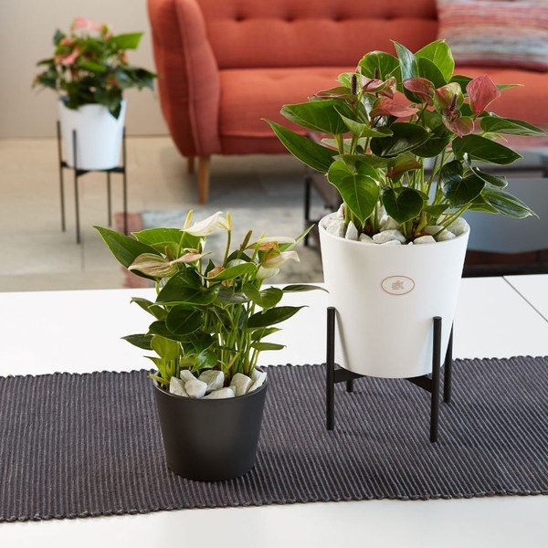 Suport pentru ghivece Big pots, ø 19 cm, gri-image-1