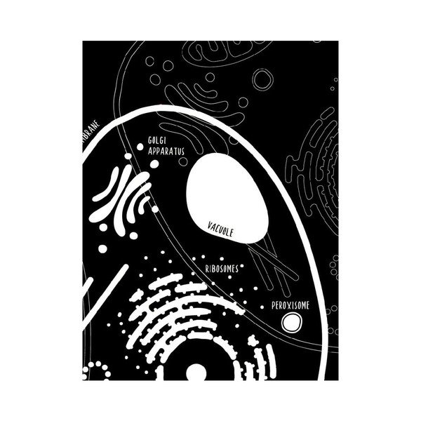 Set 2 postere Follygraph Little & Big Biologist Black, 30 x 40 cm-image-4