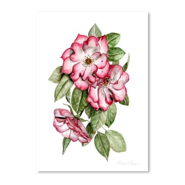 Poster Americanflat Portland Roses by Shealeen Louise, 30 x 42 cm
