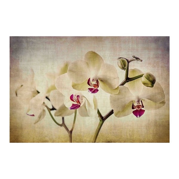 Tablou Marmont Hill Pale Orchids, 45 x 30 cm