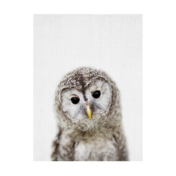 Poster Blue-Shaker Baby Animals Owl, 30 x 40 cm