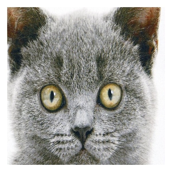 Pernă Mars&More British Shorthair, 50 x 50  cm-image-1