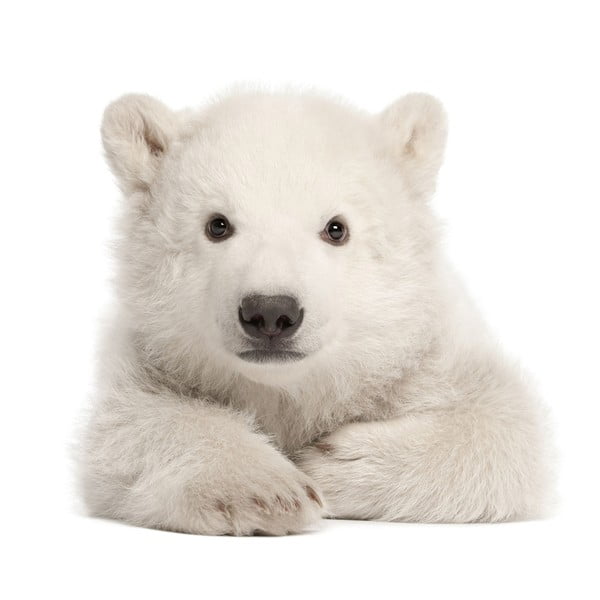 Autocolant pentru perete Dekornik Polar Bear