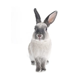 Autocolant pentru perete Dekornik Rabbit Harry, 50 x 103 cm