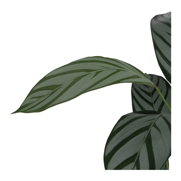 Plantă artificială (înălțime 150 cm) Calathea – Ixia-image-3