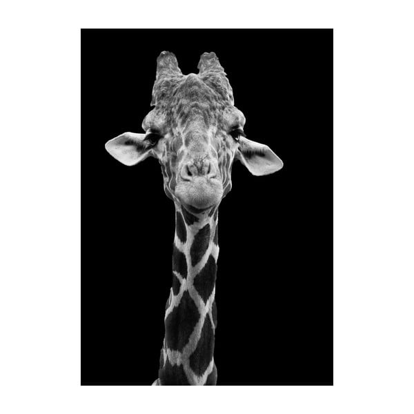 Poster Imagioo Giraffe, 40 x 30 cm