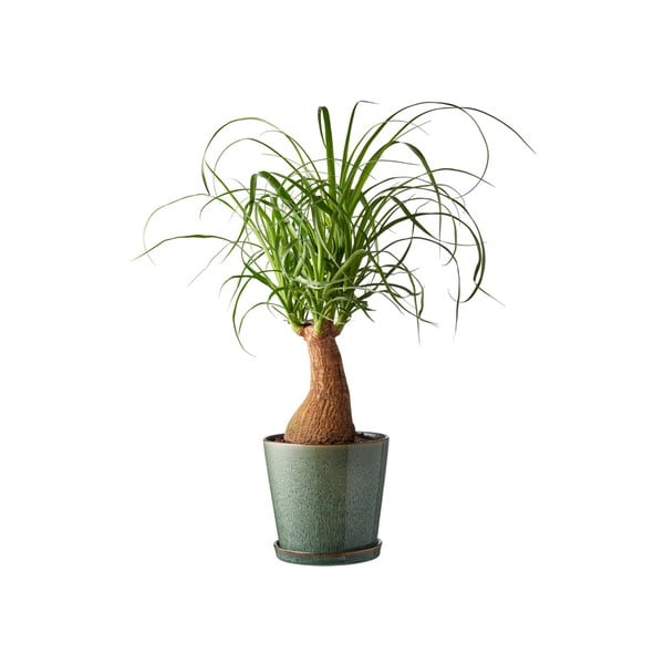 Ghiveci decorativ din gresie ø 14 cm Gastro Green/Black – Bitz-image-1