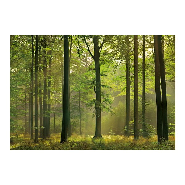 Tapet în format mare Pădurea toamna, 366x254 cm