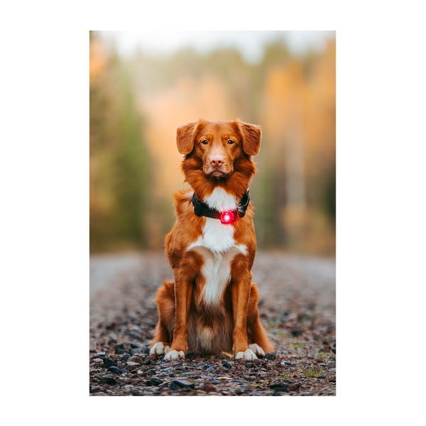 Lanternă LED pentru zgardă Red – Orbiloc-image-3