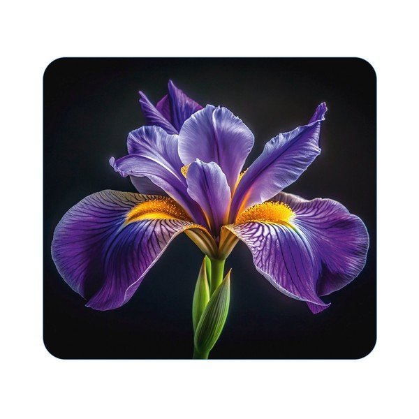 Protecție pentru peretele de la aragaz din sticlă temperată 50x56 cm Abdeckplatte  – Wenko