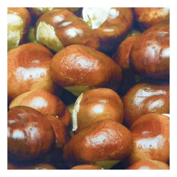 Pernă Wood Chesnuts 50x50 cm-image-1