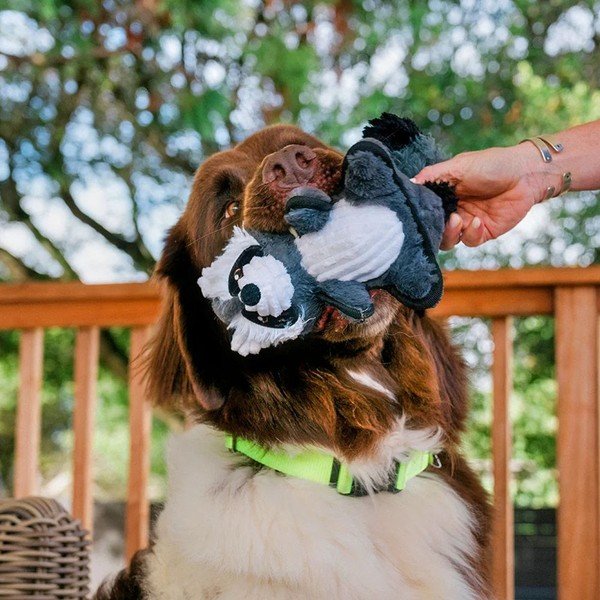 Jucărie pentru câine Raton – P.L.A.Y.-image-1