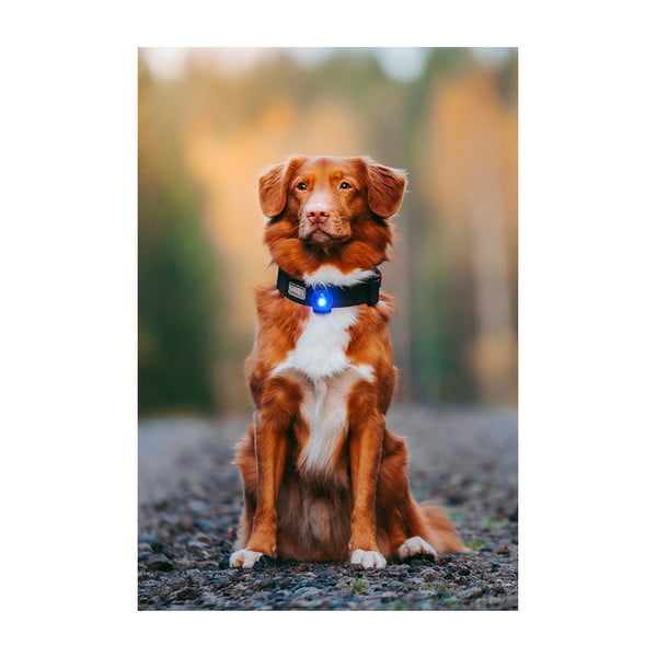 Lanternă LED pentru zgardă Blue – Orbiloc-image-4