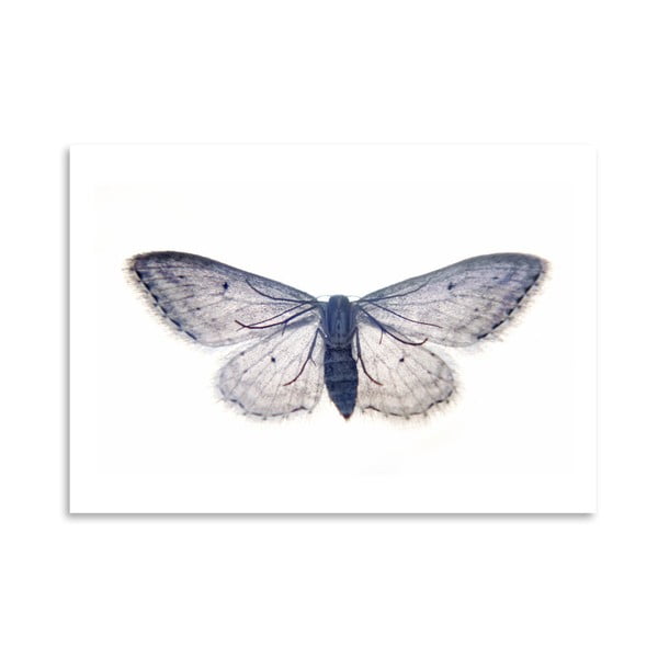 Poster Americanflat Butterfly In Blue, 30 x 42 cm