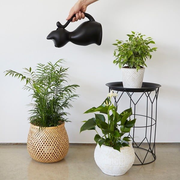 Stropitoare din plastic 2 l Meow – Balvi-image-2