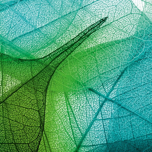 Tablou Green Leaves, 60 x 60 cm