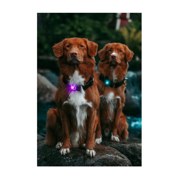 Lanternă LED pentru zgardă Purple – Orbiloc-image-3