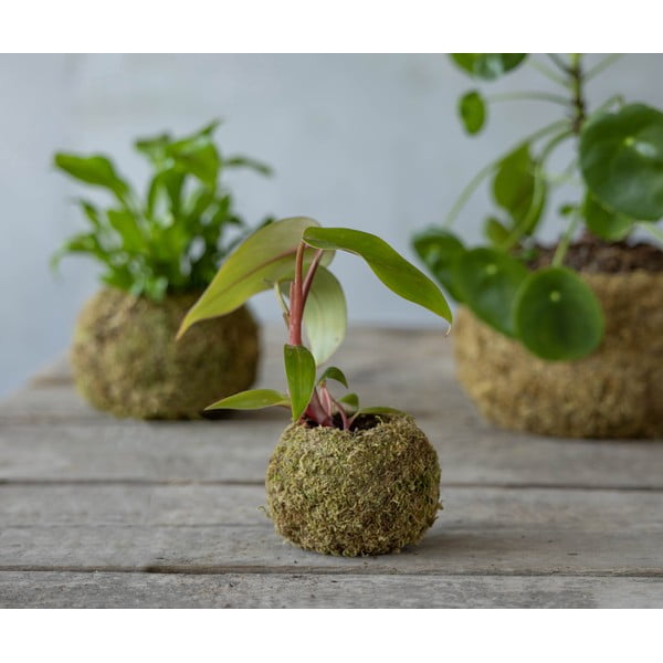 Ghiveci ø 9 cm Kokedama – Esschert Design-image-2