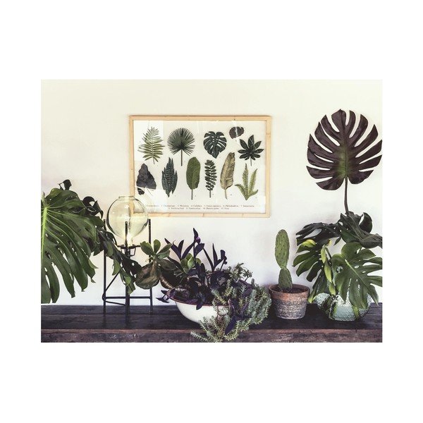 Tablou cu ramă din lemn de pin Surdic Leafes Guide, 50 x 70 cm-image-1