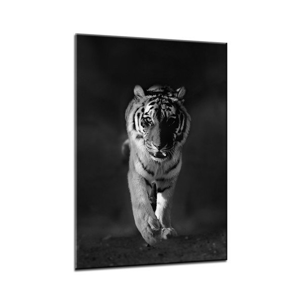 Tablou Styler Glasspik Animals Tiger, 70 x 100 cm