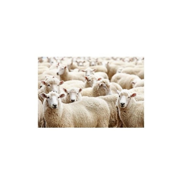 Suport pentru farfurie Sheep 40x30 cm
