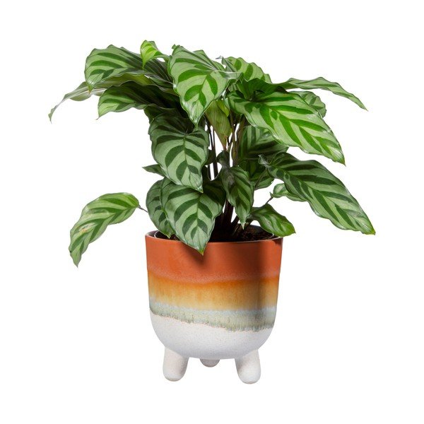 Ghiveci Sass & Belle Bohemian Home Mojave, ø 11,7 cm, teracotă-image-2