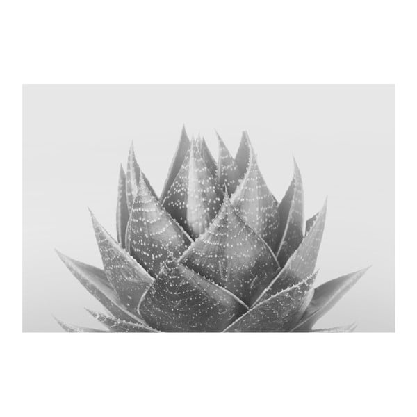 Tablou pe pânză Marmont Hill Aloe Noir, 61 x 41 cm