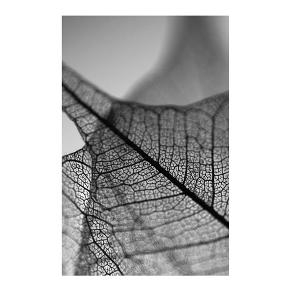 Tablou Black&White Microscope, 45 x 70 cm