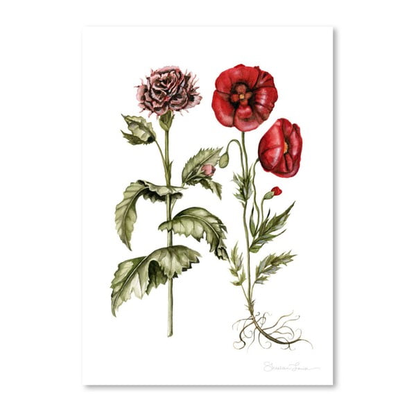 Poster Americanflat Carnation And Poppies by Shealeen Louise, 30 x 42 cm