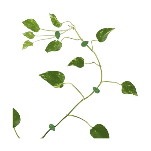 Suport pentru plante 10 buc. din plastic reciclat (înălțime 3 cm) – Esschert Design-image-2